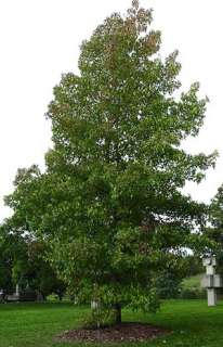 AMBERBAUM   SEESTERNBAUM   LIQUIDAMBAR STYRACIFLUA  