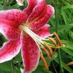 OnlinePlantCenter Stargazer Oriental Lily Plant
