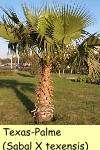  diese Palme in Amerika, aufgrund der Winterhärte (bis  15° Celsius 