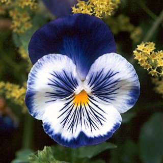 NEW 35+ BLUE PANSY JOKER FLOWER SEEDS / ANNUAL  