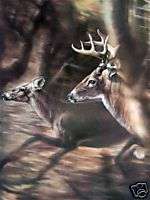 Flashdance Deer Vivi Crandall Signed Wildlife Art SO  