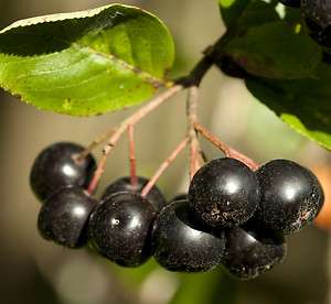 25 Samen Schwarze Apfelbeere / Eberesche (Aronia melanocarpa), gesunde 