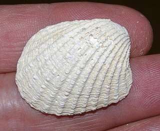   Cardita laticosta  Carditidae Fossil
