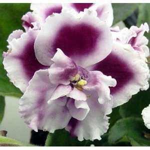  Rita Double African Violet   4 Pot   In Bloom Patio 