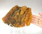 Rich Orange Botryoidal CALCITE Sparkling Crystal Hemispheres 