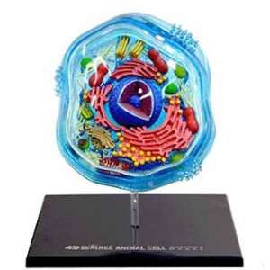    Famemaster 4D Science Animal Cell Anatomy Model Toys & Games
