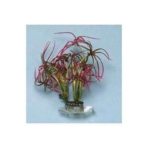  Water Bamboo Plant   5 in.