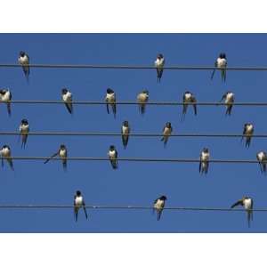  Barn (European) Swallow (Hirundo Rustica) on Wire 