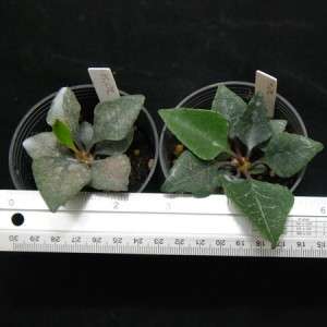 plants x Euphorbia Francoisii crassicaulis BIG LEAF Hybrid 