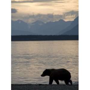  Bear Strolls the Beach on Naknek Lake in the Evening, Brooks Camp 