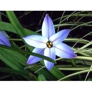  Blue Fragrant Star Flower 30 Bulbs   Ipheion Rolph Fiedler 