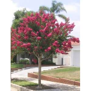   Pink Crapemyrtle 1 to 2 branches bareroot bush Patio, Lawn & Garden
