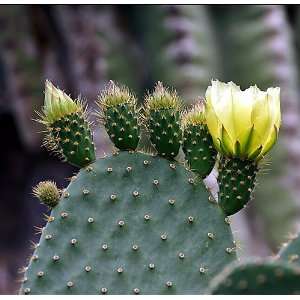  Prickly Pear Cactus 15 Seeds   Mixed Opuntia Species 