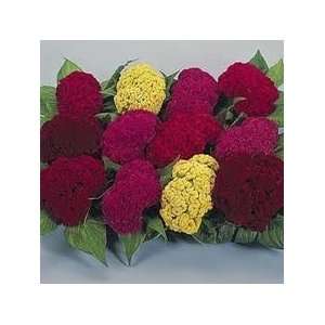  Todds Seeds   Flower Seeds  Celosia Crested Mix Seed 