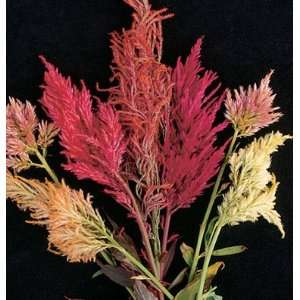 Davids Flower Celosia Pampas Plume 100 Seeds per Packet 
