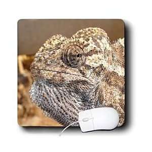  Taiche Photography   Reptiles Chameleon   Mouse Pads Electronics