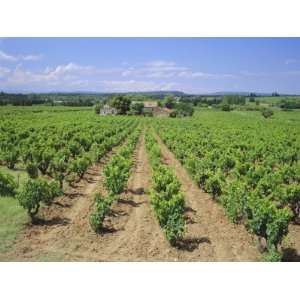 Vineyard Near Chateauneuf Du Pape, Provence, France, Europe Premium 
