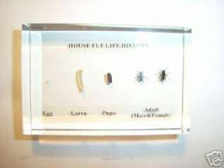Life Cycle of House Fly (Musca domestica) Specimen  