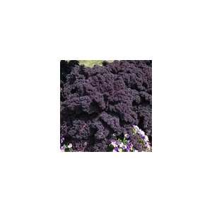  Kale Redbor Hybrid Seeds Patio, Lawn & Garden