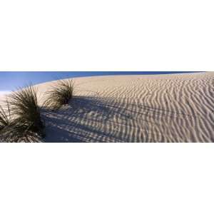 Desert Plants in White Sands National Monument, New Mexico, USA 