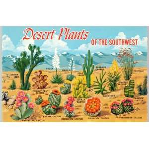  Post Card Desert Plants of the Southwest, #FS 1375 C 