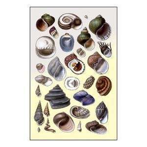  Vintage Art Shells Trachelipoda #2   11721 4