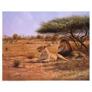  Lion couple by Clive Kay 20x16
