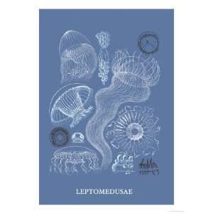   Animals Giclee Poster Print by Ernst Haeckel, 18x24