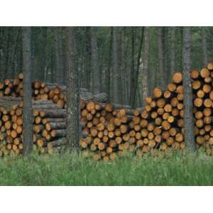  Piles of Logs in Woodland, Les Landes Forest in Aquitaine 