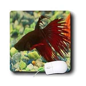  Rebecca Anne Grant Photography Fish   Betta Fish   Mouse 