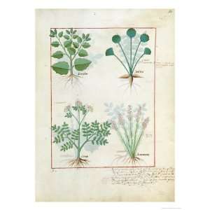 Salt Bush with Anthora and Absinthium and Cardamom, The Simple Book of 