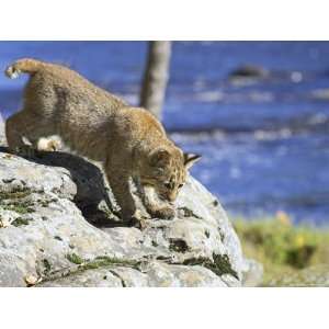  Young Bobcat (Lynx Rufus) in Captivity, Minnesota Wildlife 