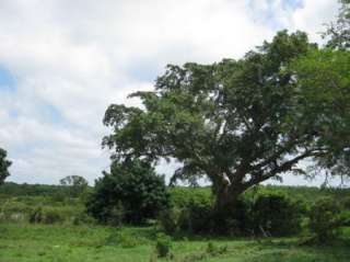 Ficus sycomorus   Sycamore Fig   10 Fresh Seeds  