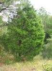 Juniperus virginiana EASTERN RED CEDAR Seeds  