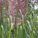 Saccharum arundinaceum HARDY SUGAR CANE GRASS Seeds  