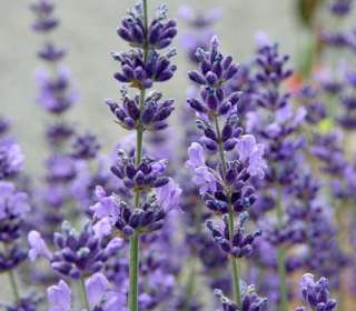 English Lavender Herb   Perennial   Potted   Very Fragrant   3 Pot 