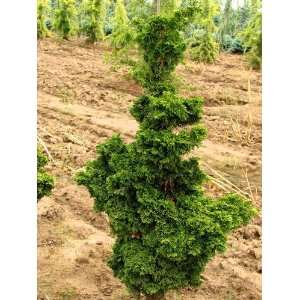  Reis Dwarf Hinoki Cypress 2   Year Tree Patio, Lawn 