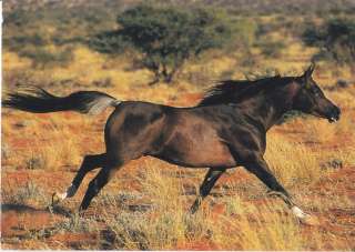 HANDSOME BAY ARABIAN HORSE POSTCARD GABRIELE BOISELLE  