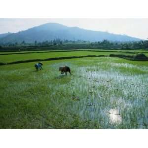 Rice Farmers Cultivate Their Fields Along National Highway 19 Near an 