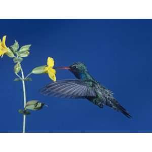  Broad Billed Hummingbird, Cynanthus Latirostris, Feeding 