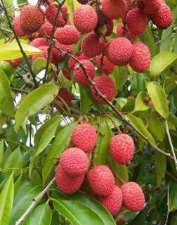 Litchi chinensis LYCHEE Delicious, Exotic Little know Fruit from China 