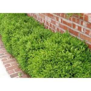  Green Velvet Boxwood Patio, Lawn & Garden