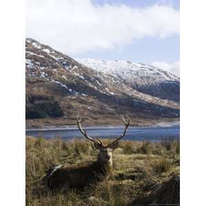 Highland Red Deer, Stag Laying in Grass with Mountainous Backdrop, the 