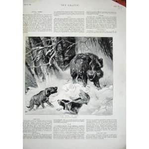  1891 Boar Hunting Dogs Winter Snow Trees Deiker Print 