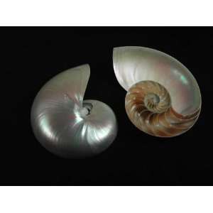  Sliced Pearl Nautilus Shell