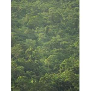  Rainforest Canopy of the Cockscomb Basin Sanctuary, Belize 