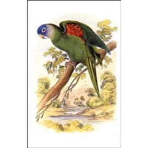  Parrots 2 of 10 Sir William Jardine. 4.50 inches by 6.75 