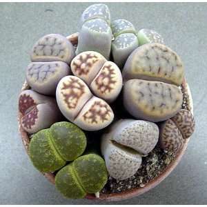  Living Stone Plant   Lithops   Multiple Species  3 Pot 