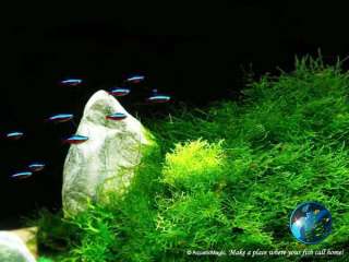 product id pl mo10  you are winning 1 bag of java moss 