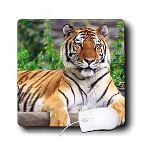  Tigers   Siberian Tiger   Mouse Pads